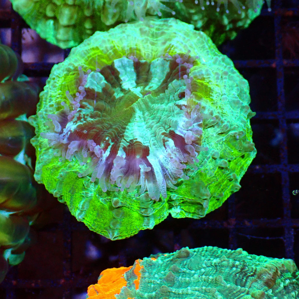 Acanthophyllia AA002 | Acanthophyllia deshayesiana — Red Sea 15K
