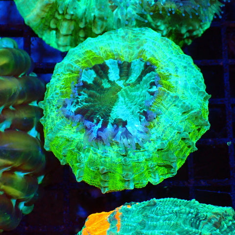 Acanthophyllia AA002 | Acanthophyllia deshayesiana — Red Sea 20K LED