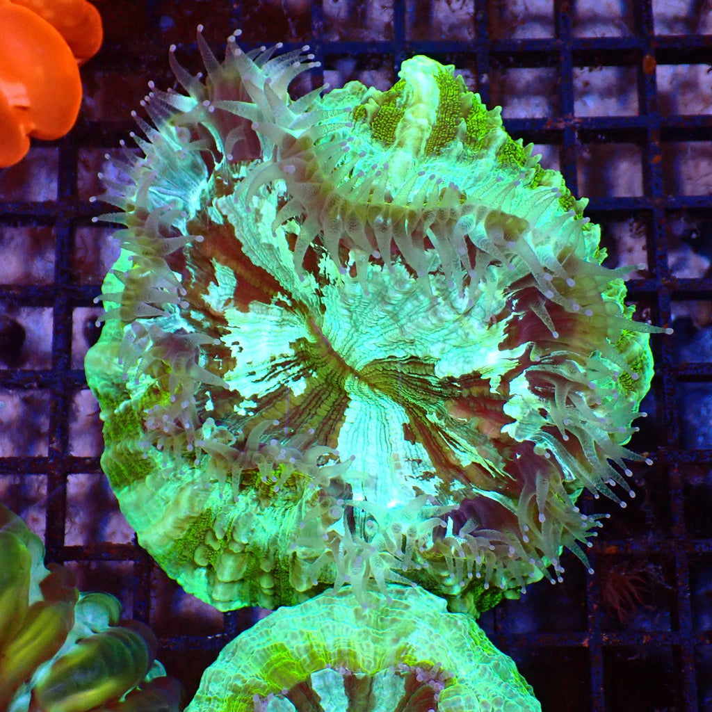 Acanthophyllia AA003 | Acanthophyllia deshayesiana — Red Sea 15K