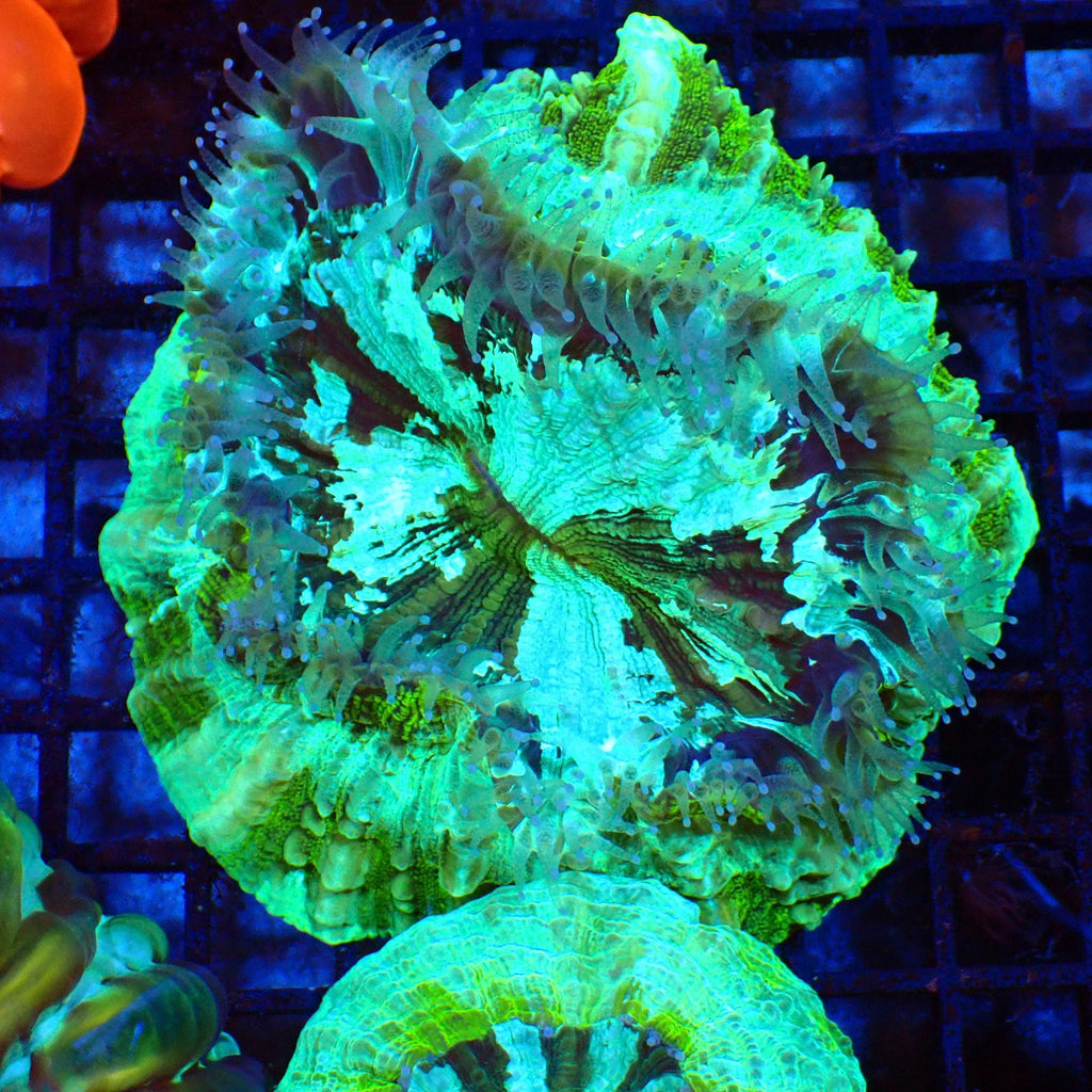 Acanthophyllia AA003 | Acanthophyllia deshayesiana — Red Sea 20K LED