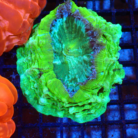 Acanthophyllia AA004 | Acanthophyllia deshayesiana — Red Sea 20K LED
