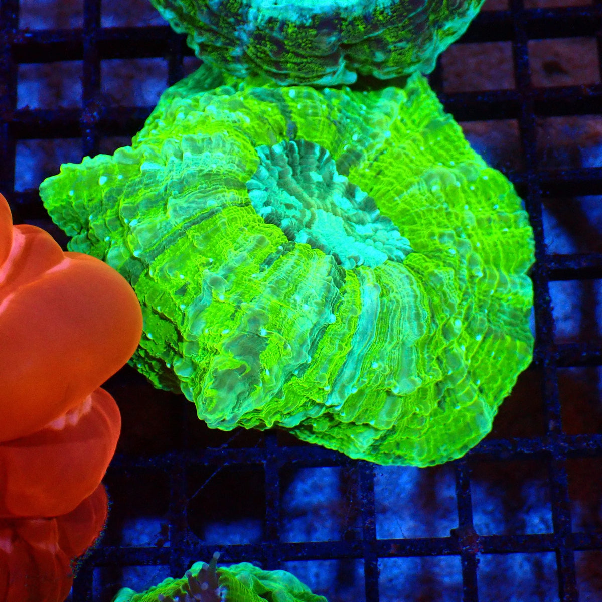 Acanthophyllia AA005 | Acanthophyllia deshayesiana — Red Sea 20K LED