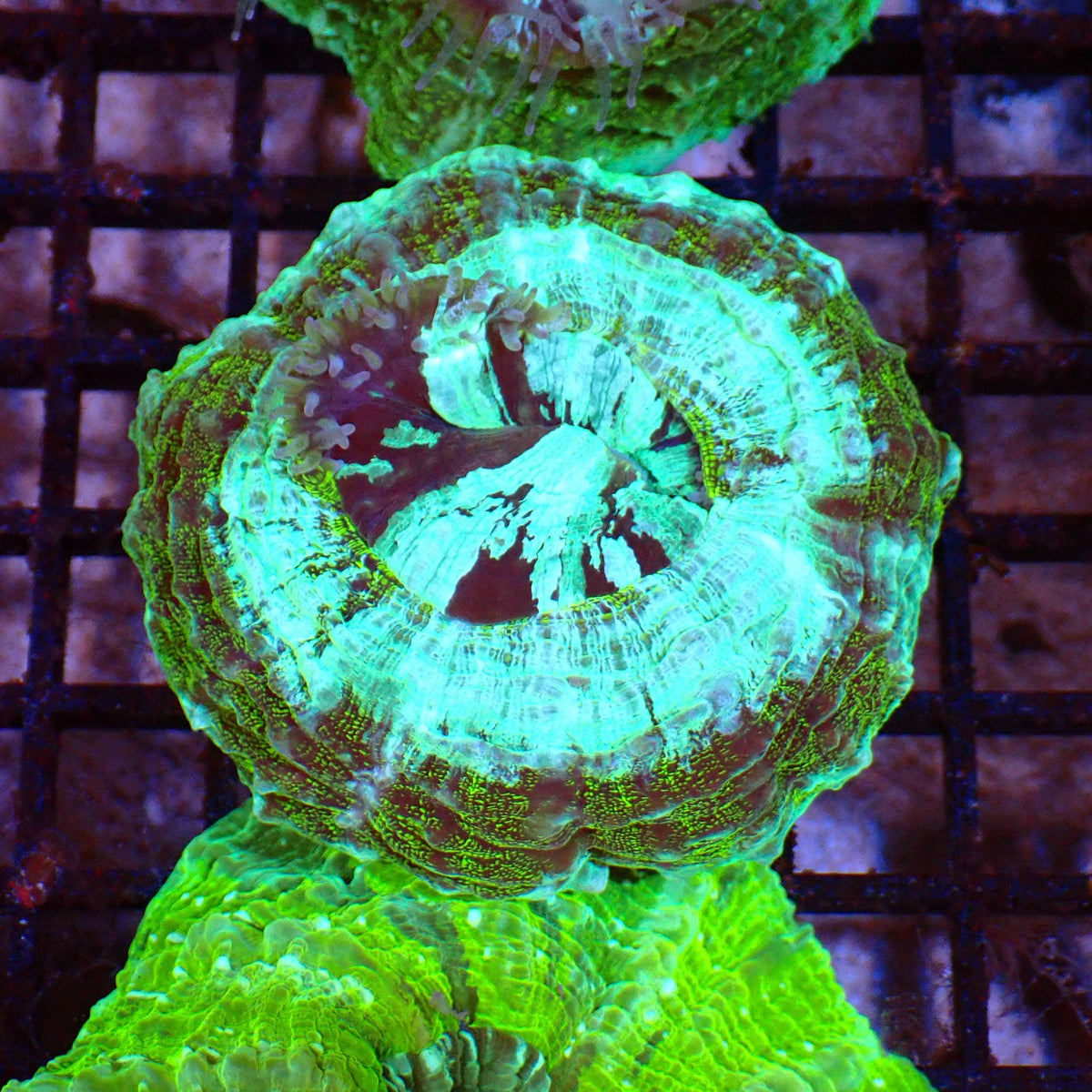 Acanthophyllia AA006 | Acanthophyllia deshayesiana — Red Sea 15K