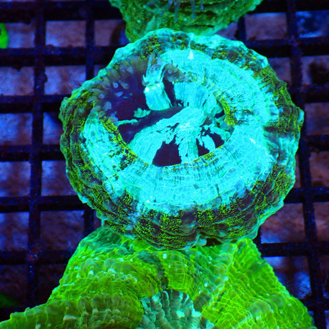 Acanthophyllia AA006 | Acanthophyllia deshayesiana — Red Sea 20K LED