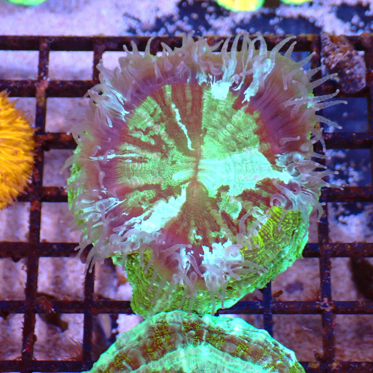 Acanthophyllia AA007 | Acanthophyllia deshayesiana at ← Red Sea 15k
