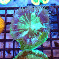 Acanthophyllia AA007 | Acanthophyllia deshayesiana — Red Sea 20K LED