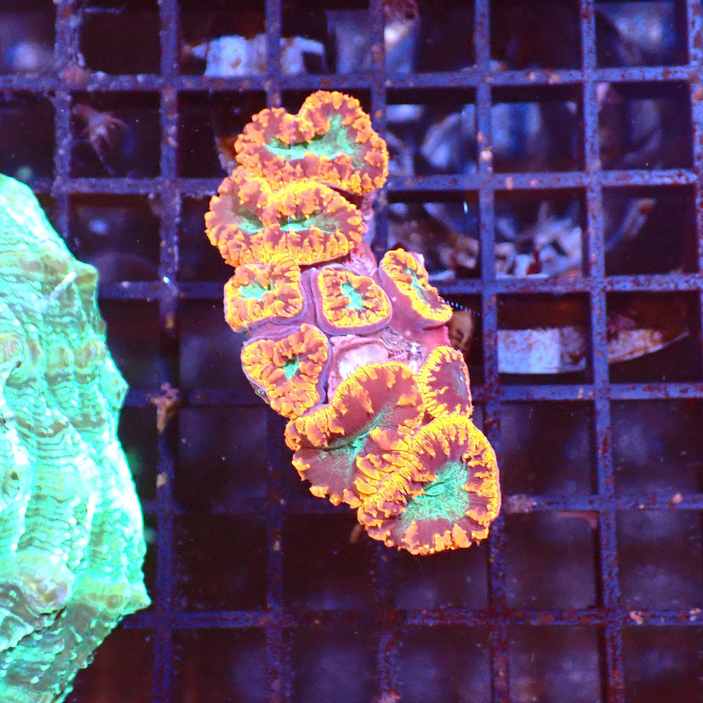 Blastomussa AA001 | Blastomussa sp. — Red Sea 15K