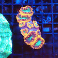 Blastomussa AA001 | Blastomussa sp. — Red Sea 20K LED