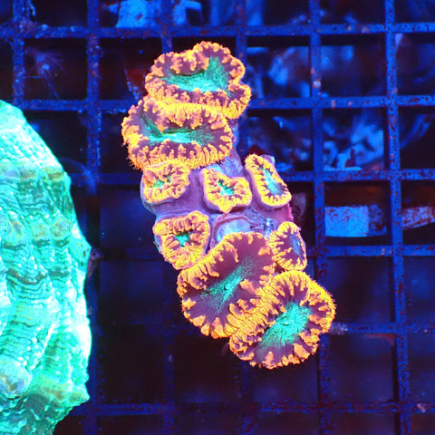 Blastomussa AA001 | Blastomussa sp. — Red Sea 20K LED