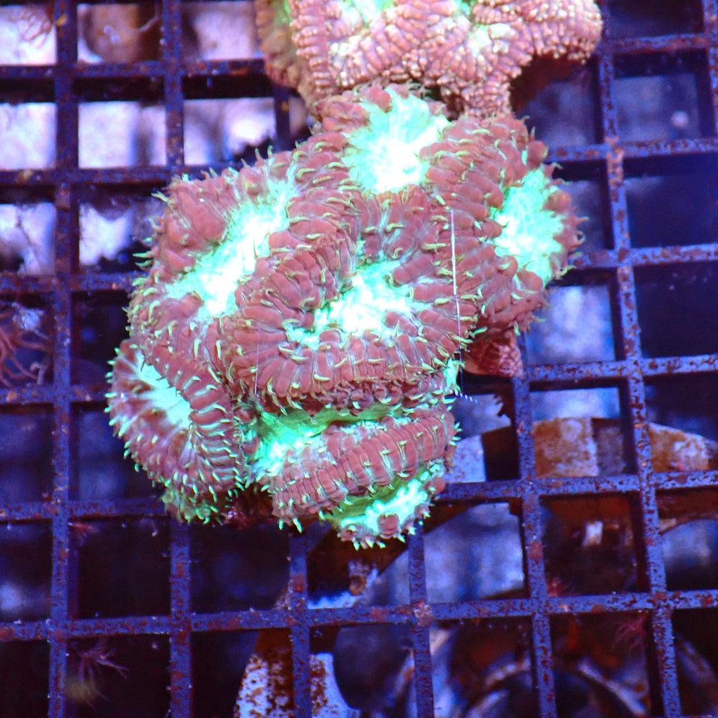 Blastomussa AA002 | Blastomussa sp. — Red Sea 15K