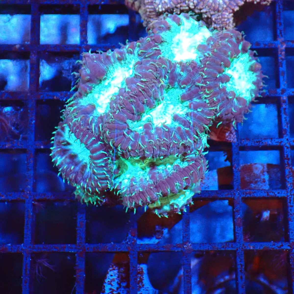 Blastomussa AA002 | Blastomussa sp. at Red Sea 20k →
