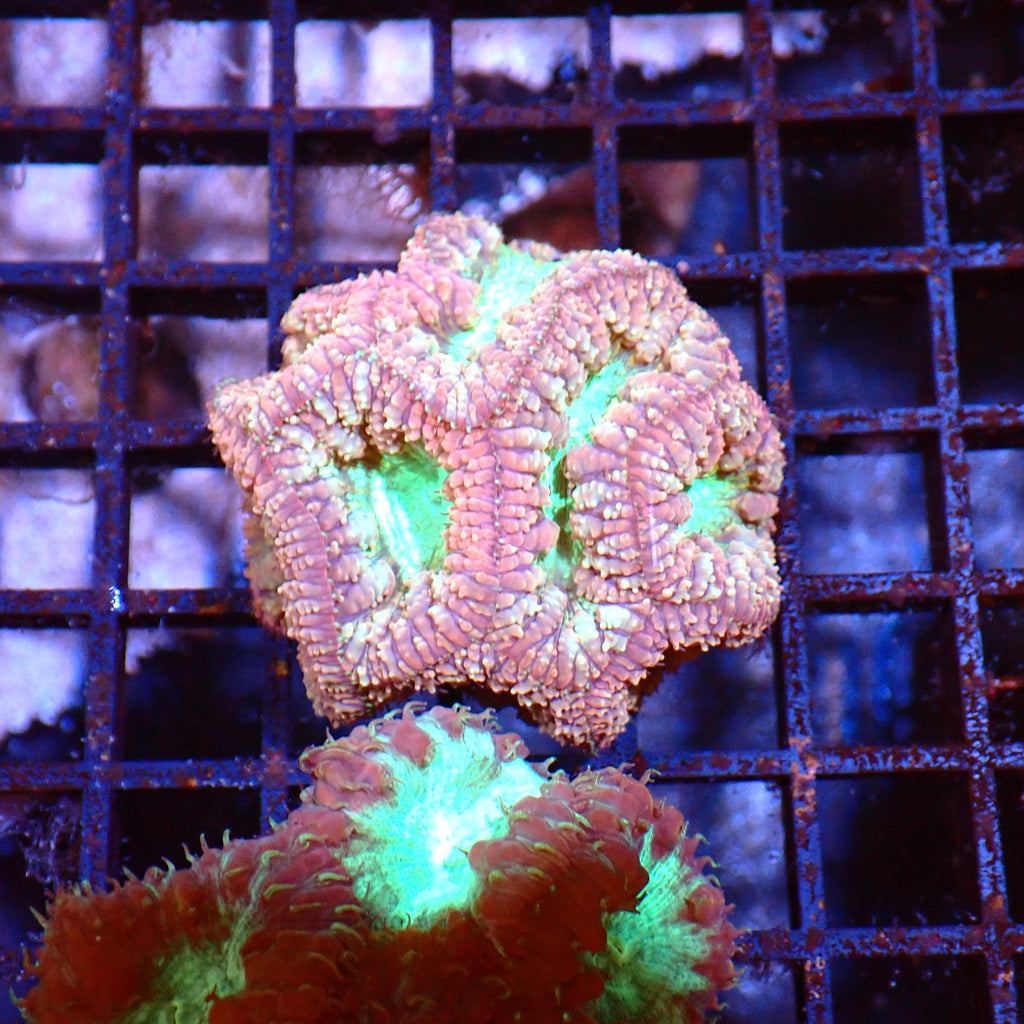 Blastomussa AA003 | Blastomussa sp. — Red Sea 15K