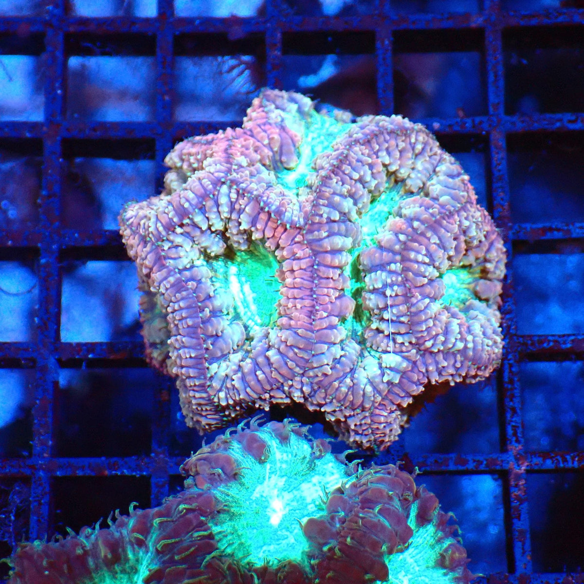 Blastomussa AA003 | Blastomussa sp. at Red Sea 20k →