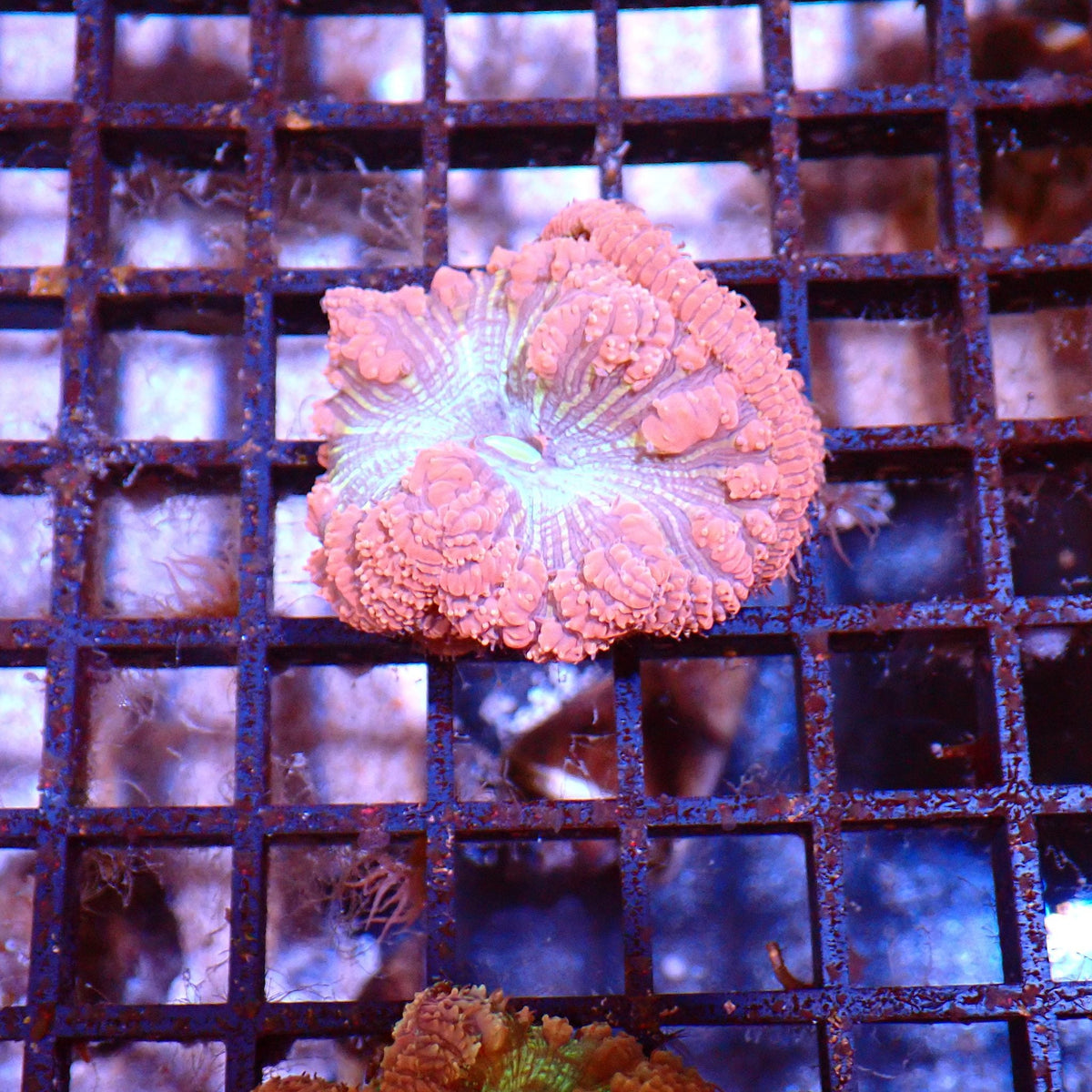 Blastomussa AA004 | Blastomussa sp. at ← Red Sea 15k