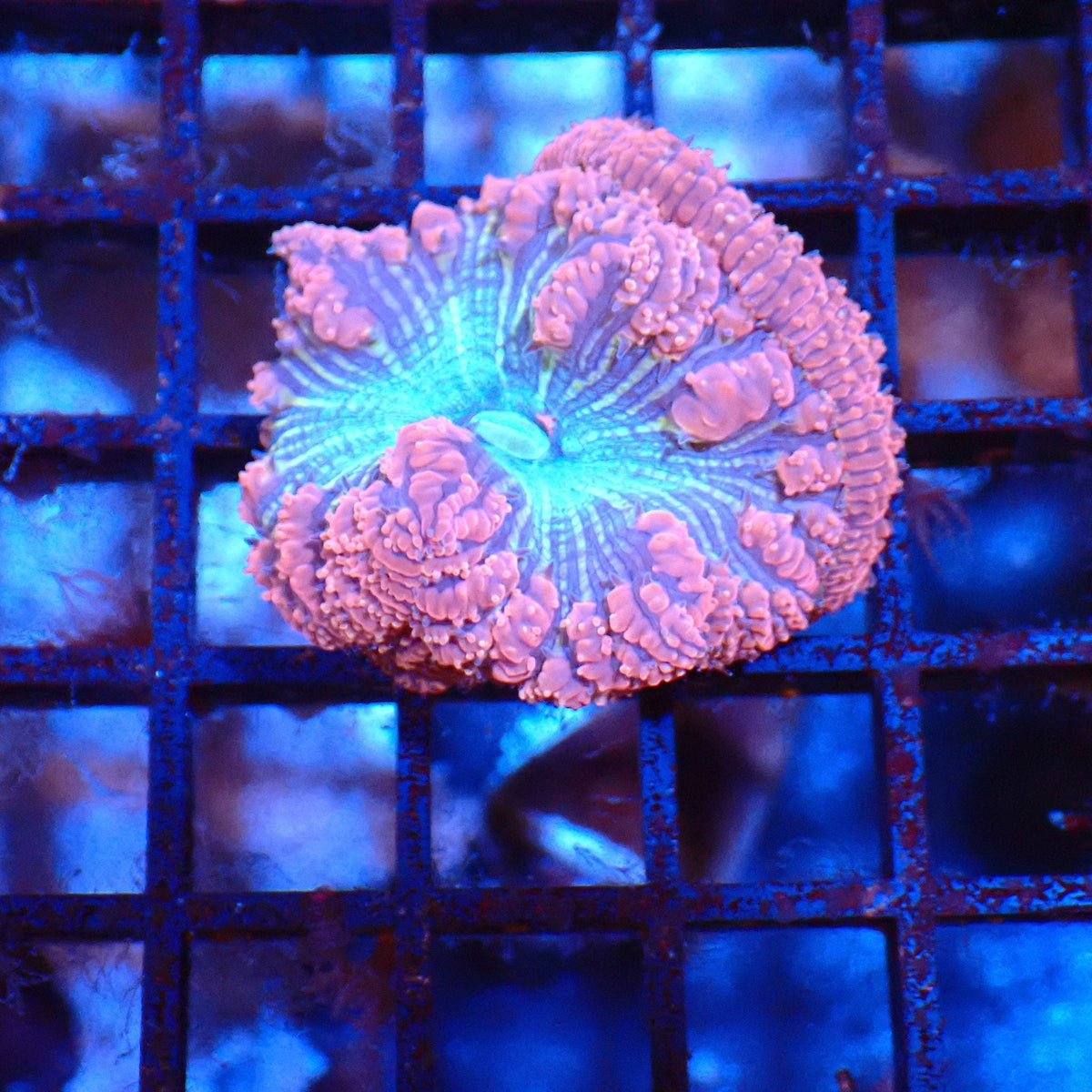 Blastomussa AA004 | Blastomussa sp. — Red Sea 20K LED