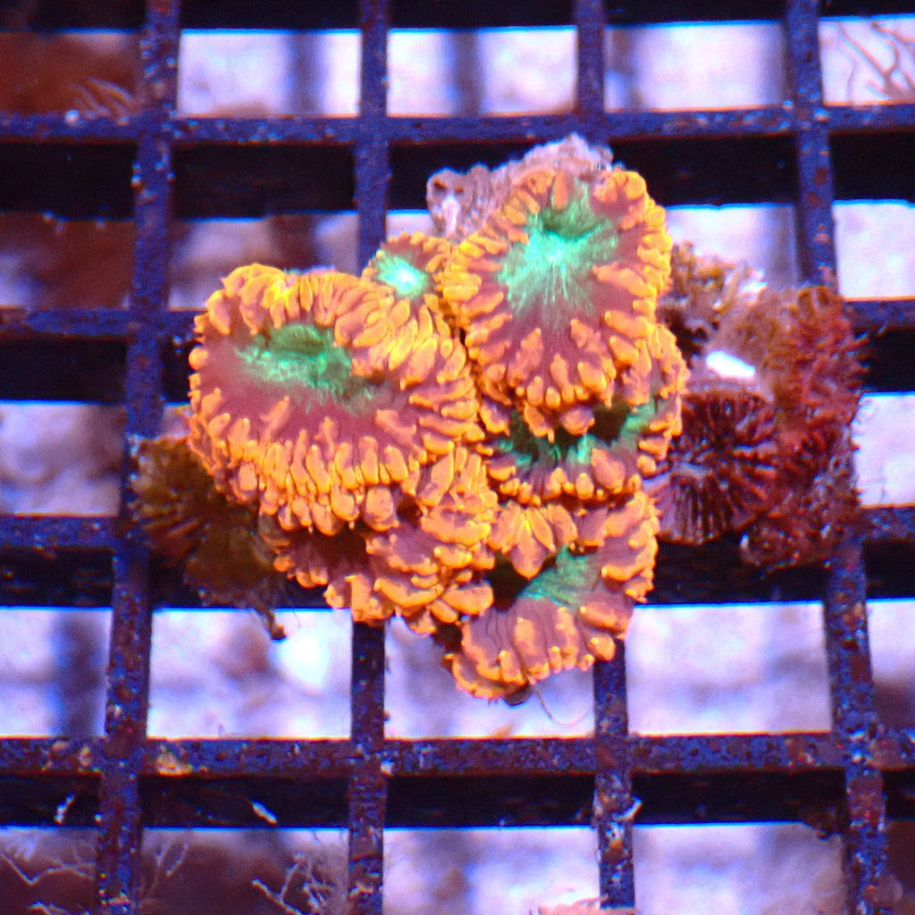 Blastomussa AA005 | Blastomussa sp. — Red Sea 15K