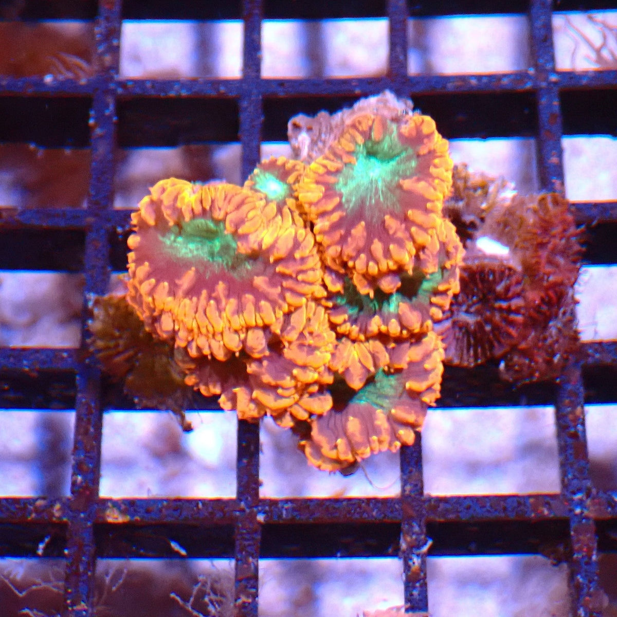 Blastomussa AA005 | Blastomussa sp. at ← Red Sea 15k