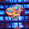 Blastomussa AA005 | Blastomussa sp. — Red Sea 20K LED