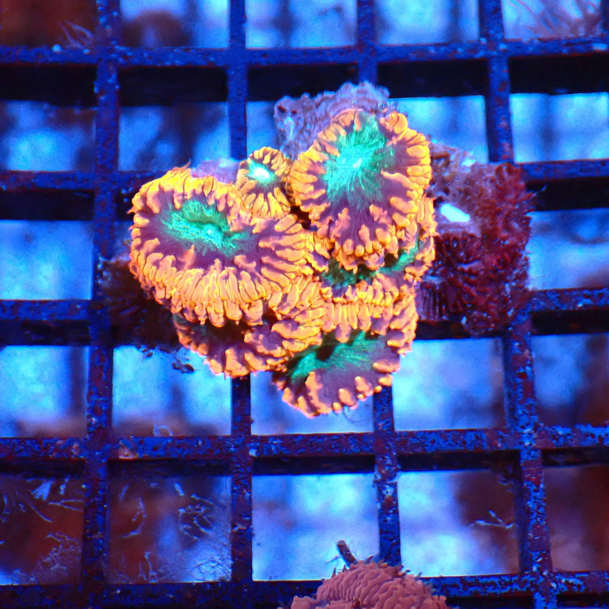Blastomussa AA005 | Blastomussa sp. at Red Sea 20k →