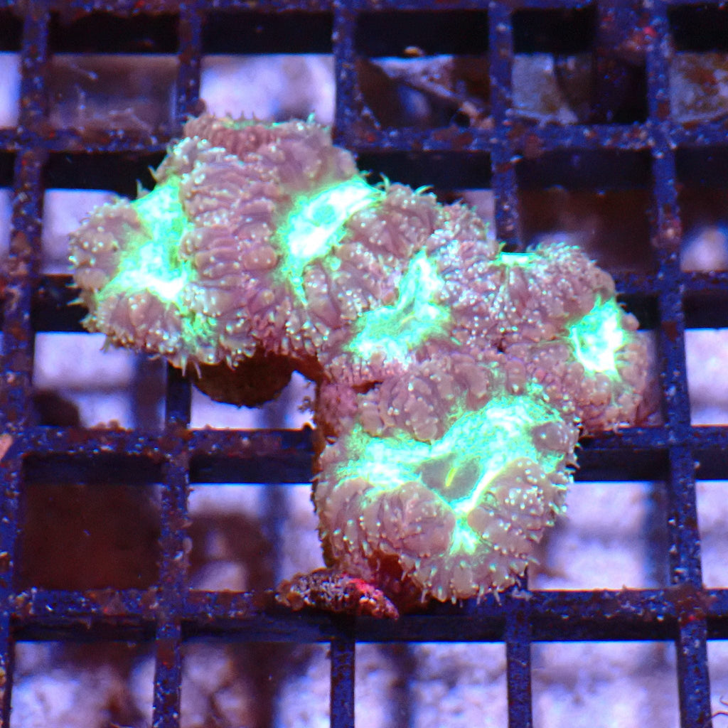 Blastomussa AA006 | Blastomussa sp. — Red Sea 15K