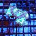 Blastomussa AA006 | Blastomussa sp. — Red Sea 20K LED