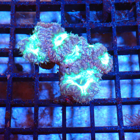 Blastomussa AA006 | Blastomussa sp. — Red Sea 20K LED