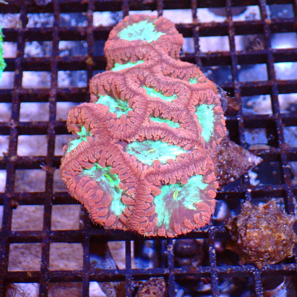 Blastomussa AA007 | Blastomussa sp. — Red Sea 15K