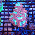 Blastomussa AA007 | Blastomussa sp. — Red Sea 20K LED