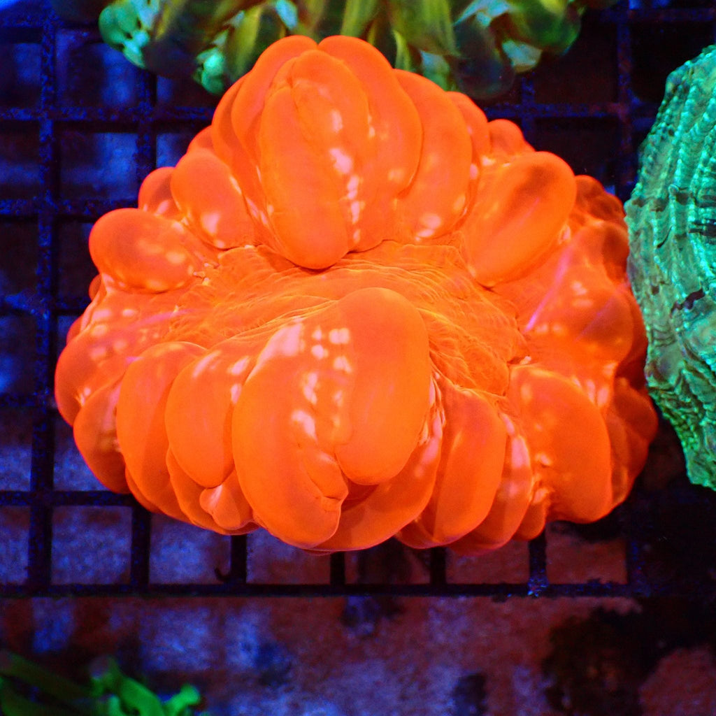 Cynarina / Button Coral AA001 | Cynarina lacrymalis — Red Sea 20K LED