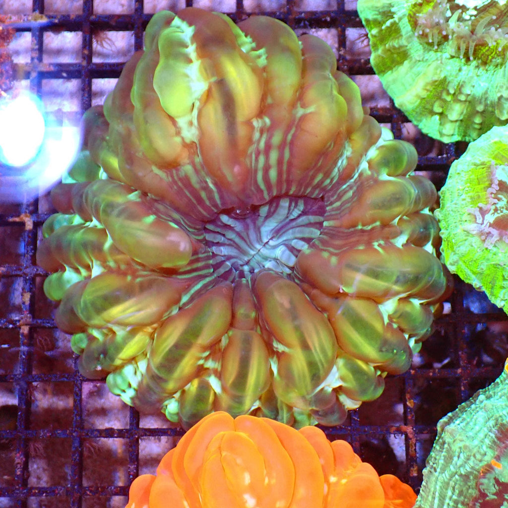Cynarina / Button Coral AA002 | Cynarina lacrymalis — Red Sea 15K