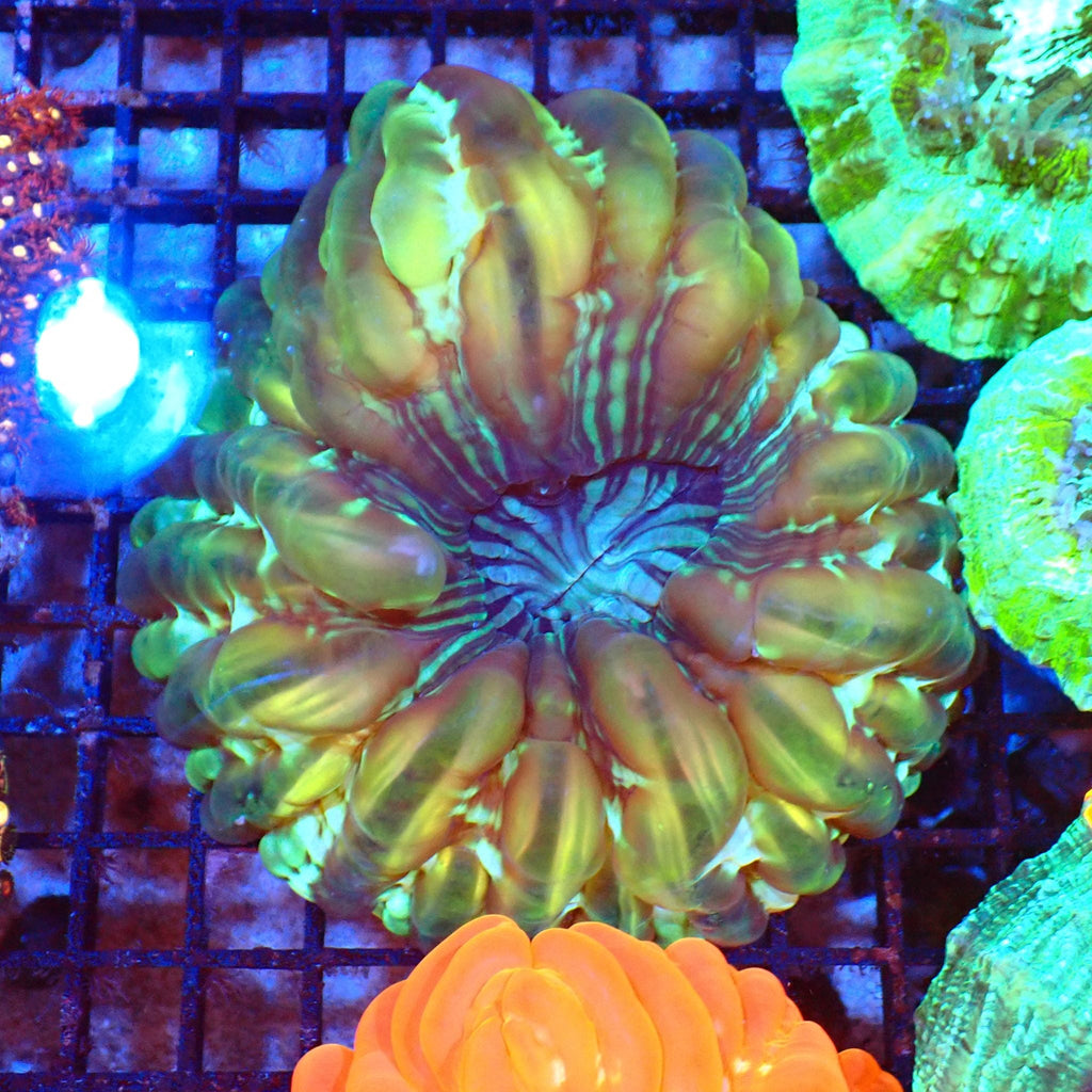 Cynarina / Button Coral AA002 | Cynarina lacrymalis — Red Sea 20K LED