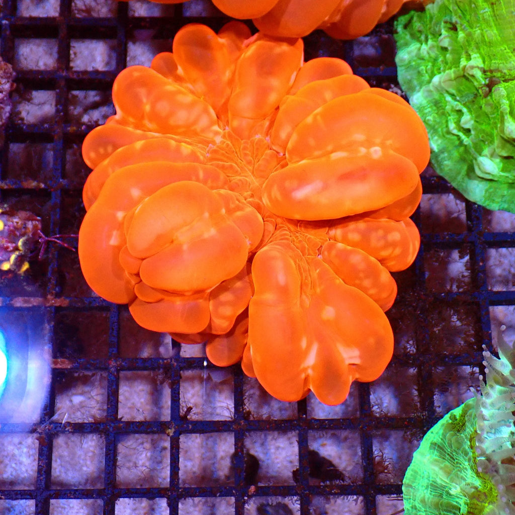 Cynarina / Button Coral AA003 | Cynarina lacrymalis — Red Sea 15K
