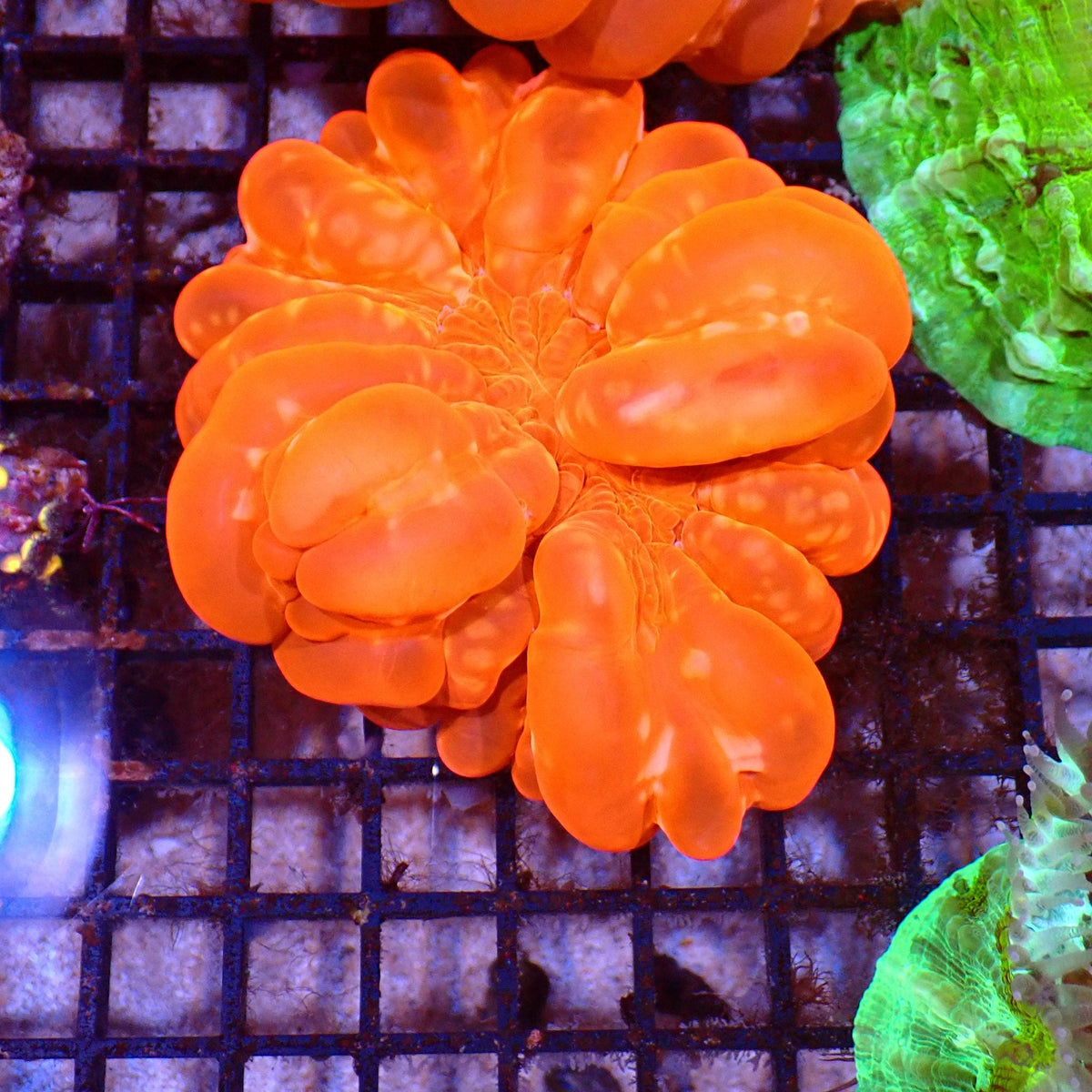 Cynarina / Button Coral AA003 | Cynarina lacrymalis — Red Sea 15K