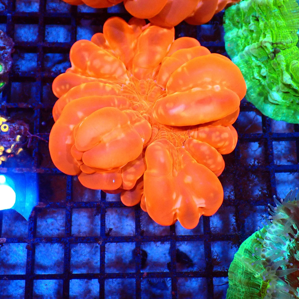 Cynarina / Button Coral AA003 | Cynarina lacrymalis — Red Sea 20K LED