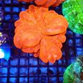 Cynarina / Button Coral AA003 | Cynarina lacrymalis — Red Sea 20K LED
