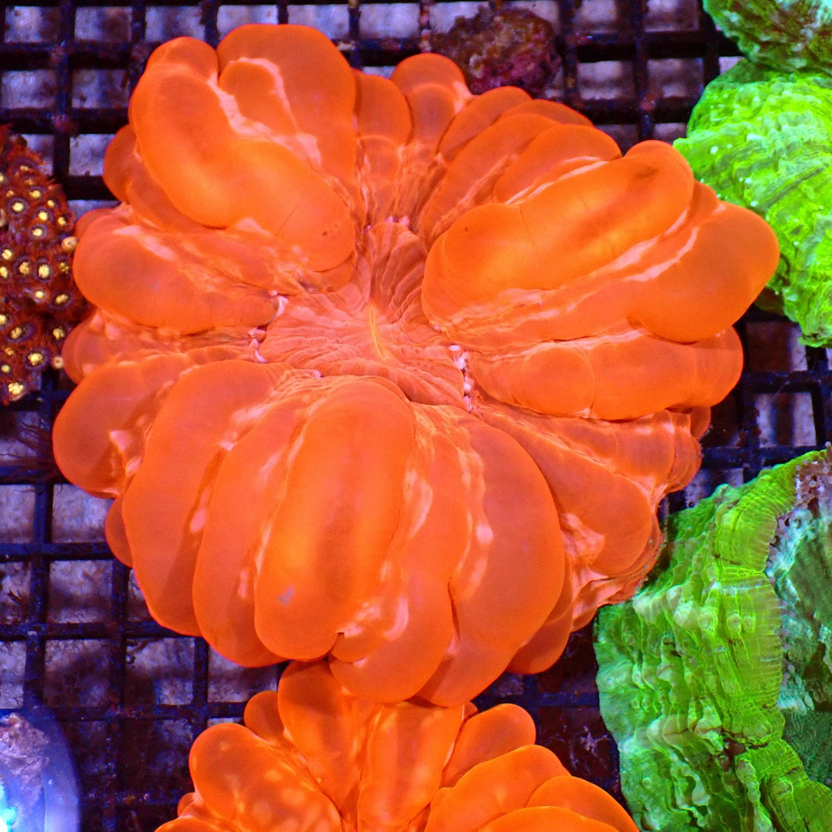 Cynarina / Button Coral AA004 | Cynarina lacrymalis at ← Red Sea 15k