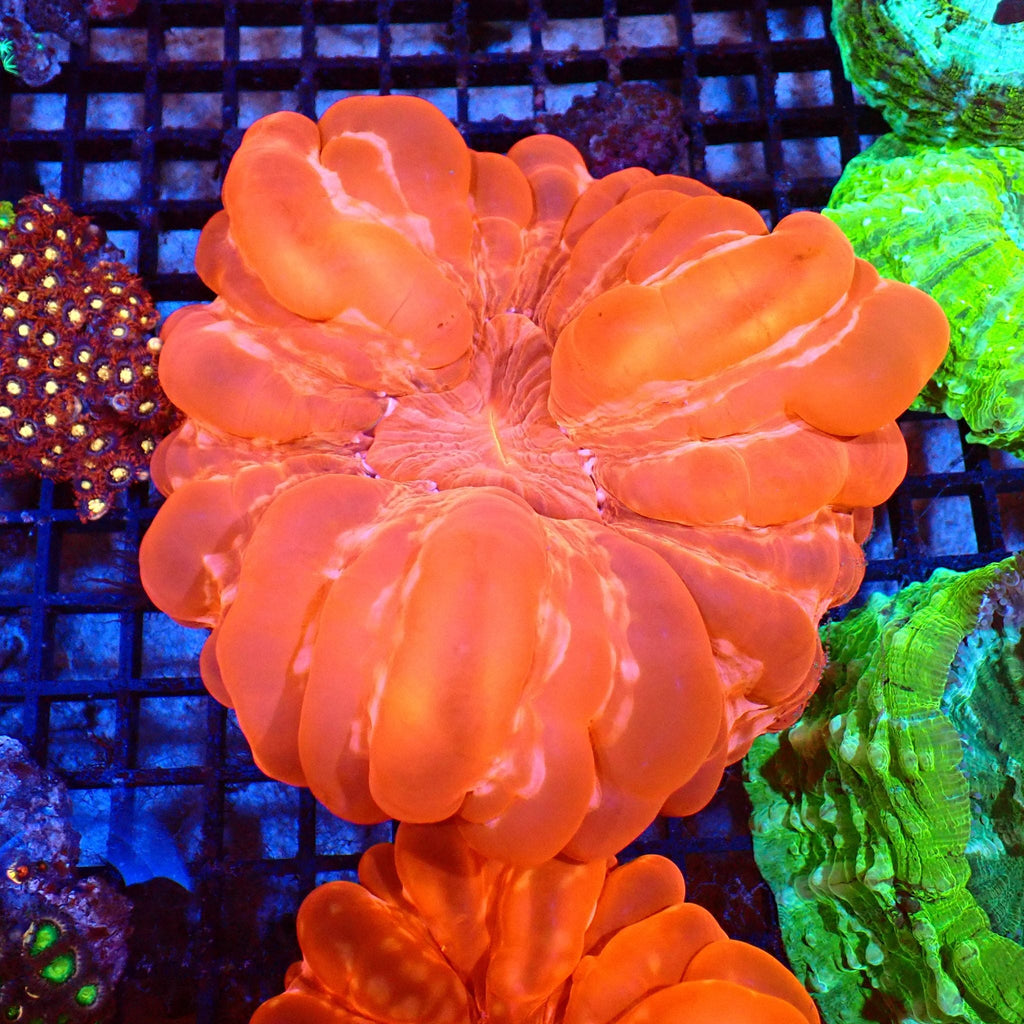 Cynarina / Button Coral AA004 | Cynarina lacrymalis — Red Sea 20K LED