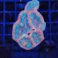 Acanthastrea Bowerbanki (Micromussa) AA001 | Homophyllia bowerbanki