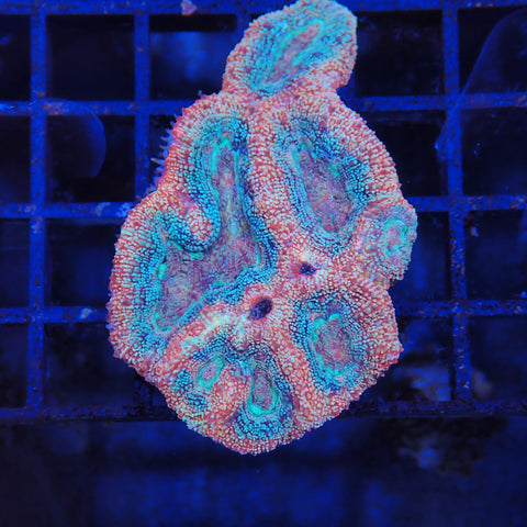 Acanthastrea Bowerbanki AA01 Homophyllia bowerbanki AB8300001