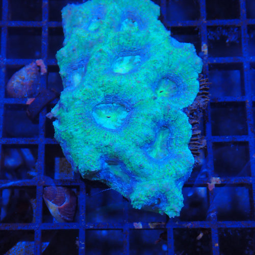 Acanthastrea Bowerbanki AA02 Homophyllia bowerbanki AB8300002