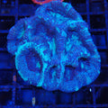 Acanthastrea Bowerbanki (Micromussa) AA003 | Homophyllia bowerbanki