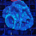 Acanthastrea Bowerbanki AA03 Homophyllia bowerbanki AB8300003