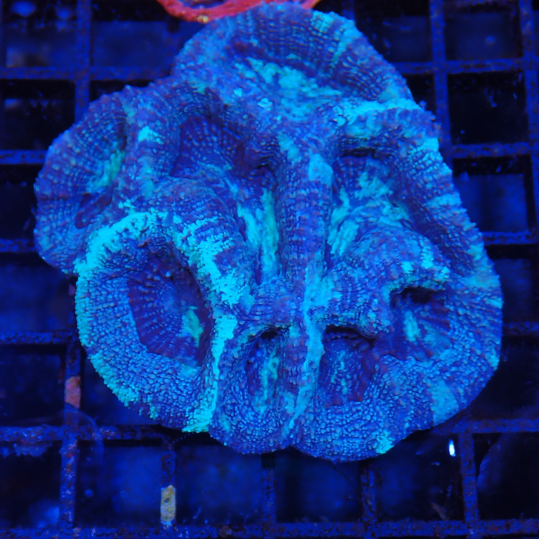 Acanthastrea Bowerbanki AA03 Homophyllia bowerbanki AB8300003