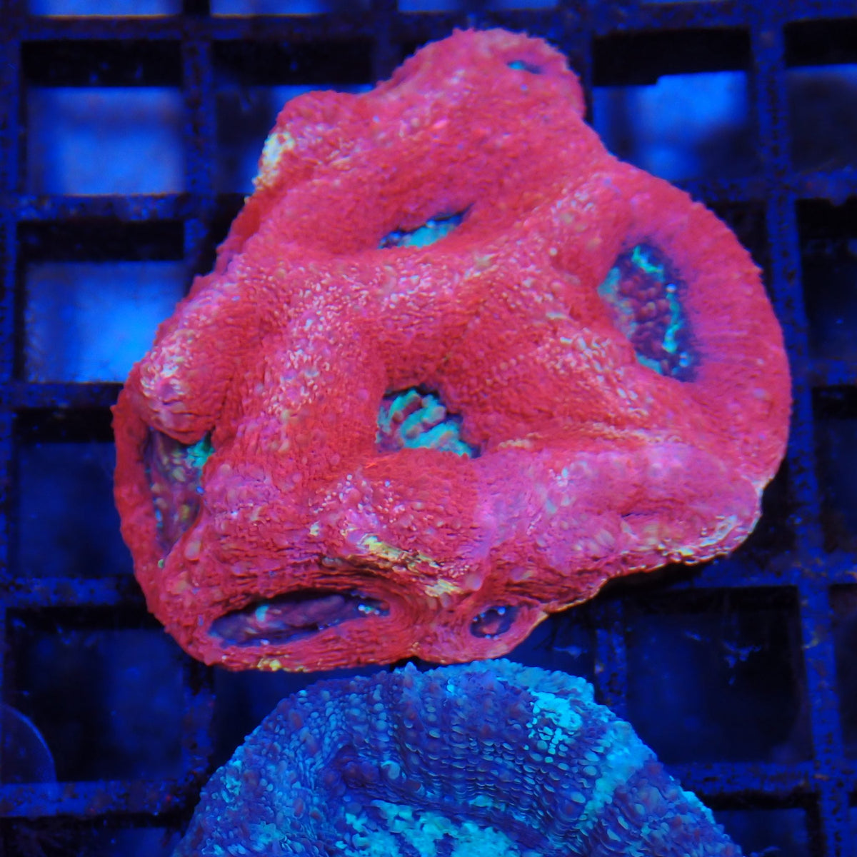 Acanthastrea Bowerbanki (Micromussa) AA004 | Homophyllia bowerbanki