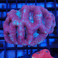 Acanthastrea Bowerbanki (Micromussa) AA005 | Homophyllia bowerbanki