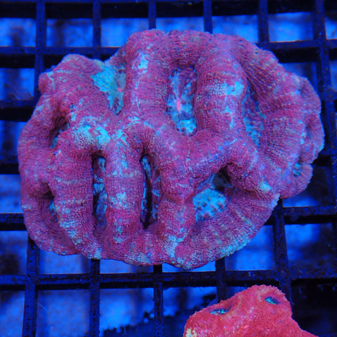 Acanthastrea Bowerbanki AA05 Homophyllia bowerbanki AB8300005