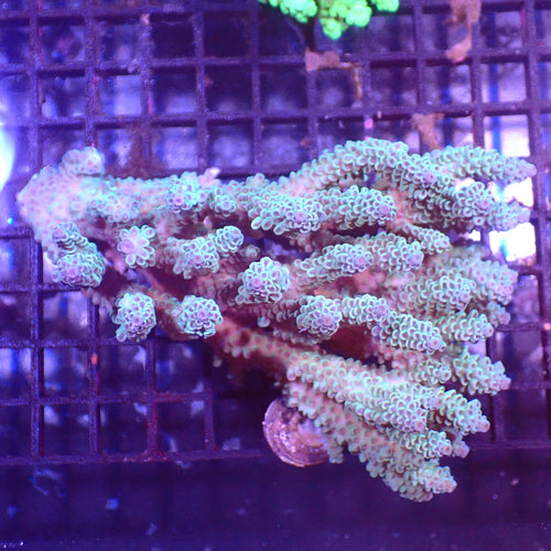Acropora (SPS) AA001 | Acropora sp. - Red Sea 15K