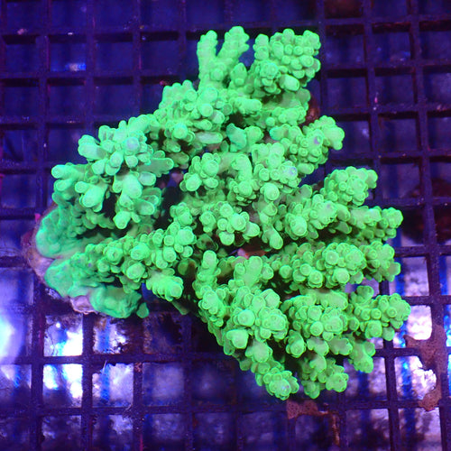 Acropora (SPS) AA002 | Acropora sp. - Red Sea 15K