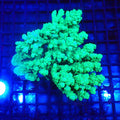 Acropora (SPS) AA002 | Acropora sp. - Red Sea 20K LED