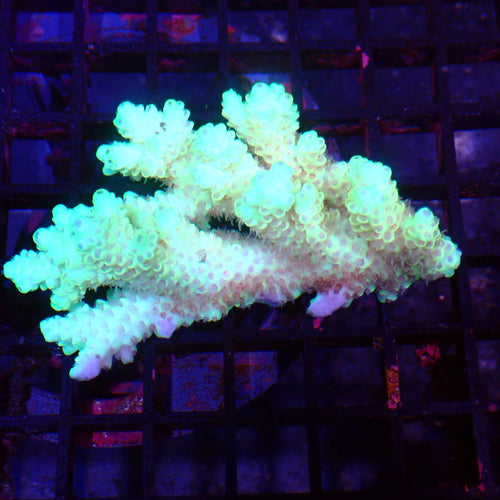 Acropora (SPS) AA006 | Acropora sp. - Red Sea 15K
